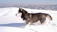 /album/hayvanlar-alemi/www-wallpapersharing-com-dog-in-the-snow-siberian-husky-arctic-hd-wallpaper-319288-jpg/